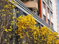 辰美SISA有哪些办学特色？