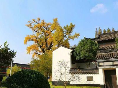 交大A Level2020届毕业生升学录取数据解读