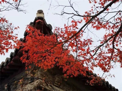 上海应用技术大学国际教育中心课程设置