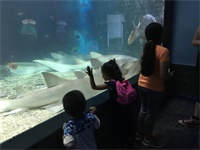 孩子们快乐自信成长每一天！深圳IPC国际校区2018-2019学年汇总