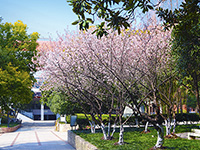 武汉六中国际部常见招生问答(一文涵盖所有您想问的问题)