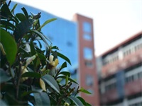 2月22日深圳实验学校国际教育基地在线开放日来袭，原深实验&ldquo;哈佛班&rdquo;等你敲门！