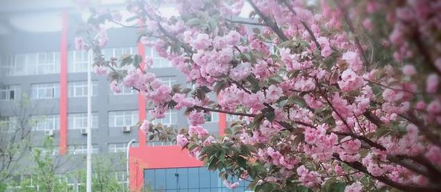 潍坊文华学校高中部2020年招生计划