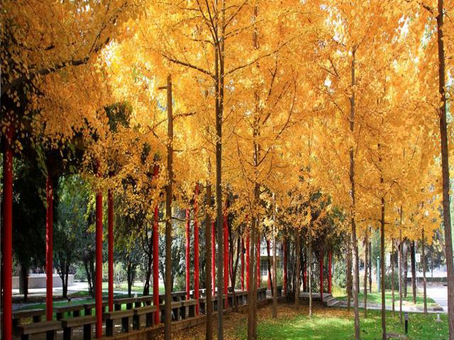 校园风景（六）