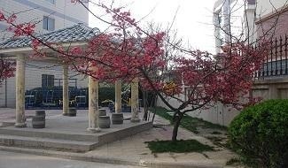 郑州中学国际部