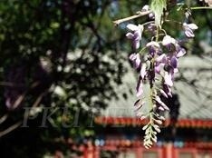 北京引航者教育