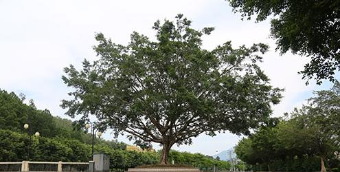  广州城建职业学院2020年招生简章