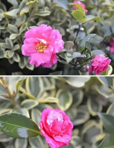 风雨送春归飞雪迎春到：上海铭远国际高中雪景