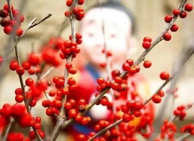 阿德科特国际学校与你谈元旦风俗