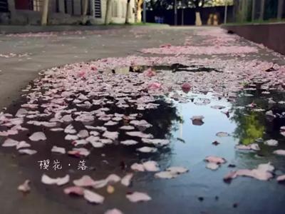 池塘—樱花