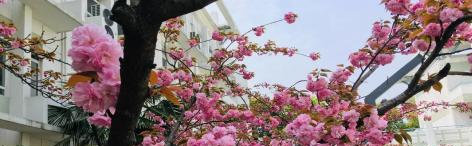 南京师范大学附属实验学校国际部2020年招生计划