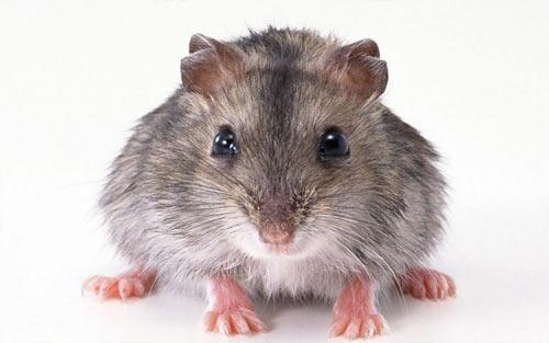 用英语写老鼠的作文不少于70字