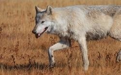 提顿科学院-杰尼斯学校