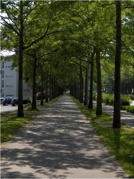 雷恩国立应用科学学院