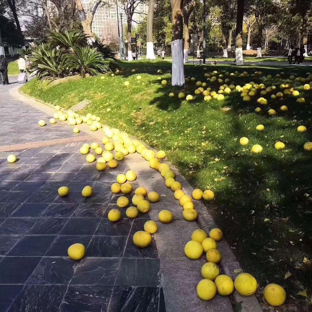 香橼满地正是春华秋实.jpg