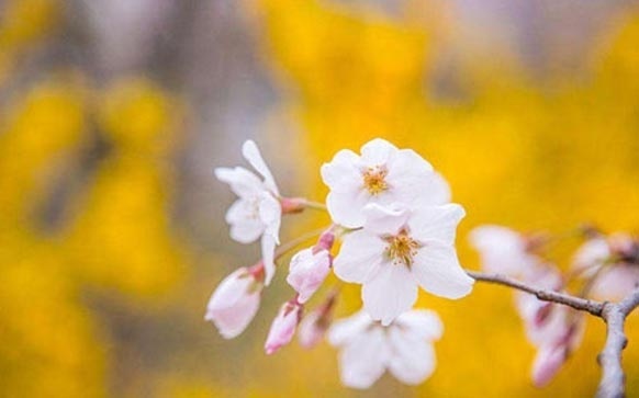吉祥物设计说明怎么写 吉祥物设计说明怎么写