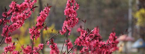 石家莊實(shí)驗(yàn)中學(xué)2020年招生計(jì)劃