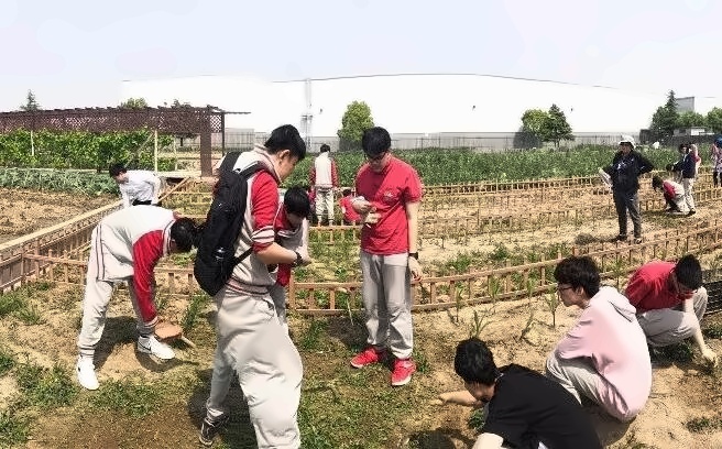 上海铭远双语高级中学学生在田间除草.jpg