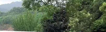 建德新安江职业学校