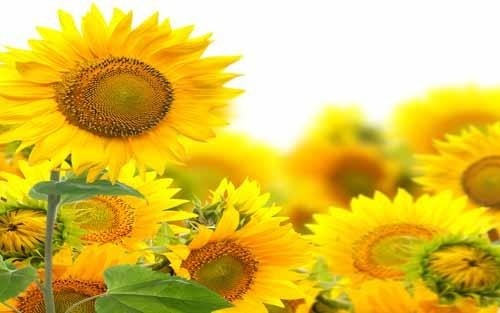 怎样可以开发小孩子的智力