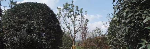 清镇博雅国际实验学校