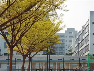 校园绿植