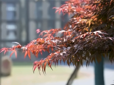 武汉长江实验学校国际部A-level课程