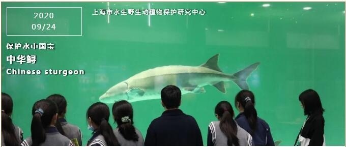 保护中华鲟.jpg