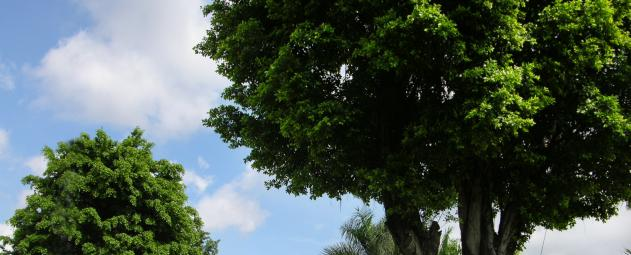 深圳石岩公学国际部高中地址在哪里