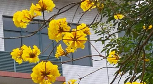 广东省石油化工职业技术学校1