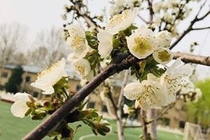 北京海淀区尚丽外国语学校校园一角