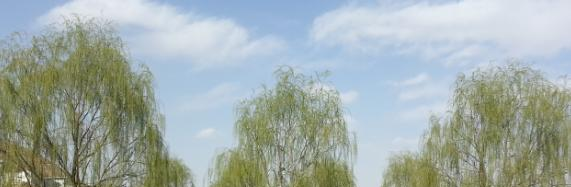 定西师范高等专科学校单招2020年单独招生录取分数线