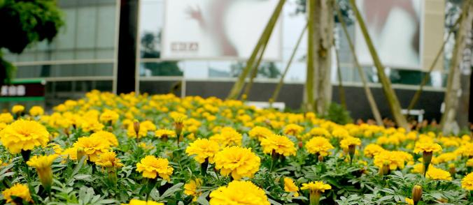 成都猛追湾中学2021年排名