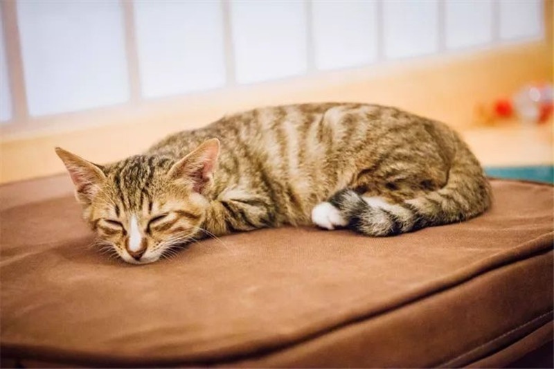 大连新世界西语培训：“siesta”从何而来？