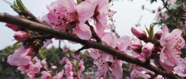 四川省大邑县晋原中学2021年排名