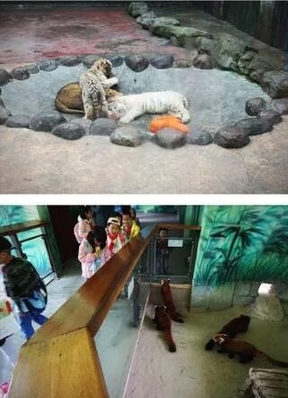 动物世界的“幼儿园”.jpg