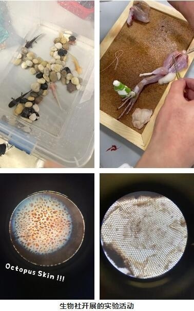 领科教育上海校区生物社开展的实验活动.jpg