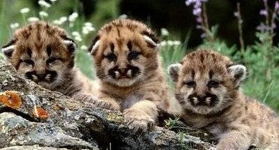 上外A-Level国际高中2017回忆大礼包待查收(下)