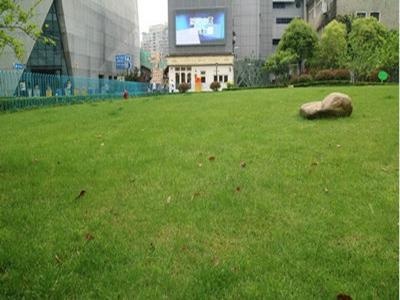 校园绿地