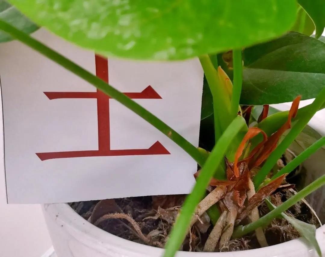 南京博颂莱爵学校