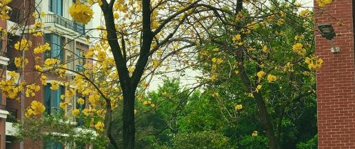 广东碧桂园职业学院2020年学费、收费多少