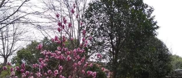 武汉体育舞蹈艺术学校