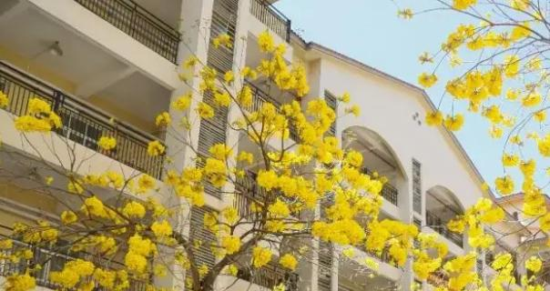 深圳奥斯翰外语学校初中部怎么样2