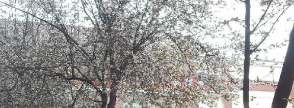 崇州市崇庆中学实验中学网站