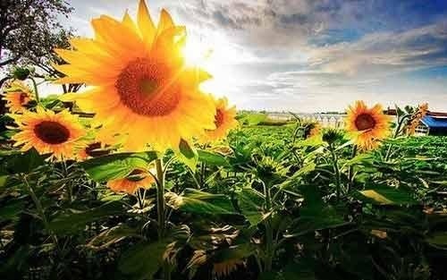 全脑思维训练的好处