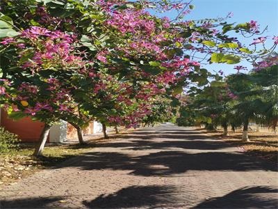 中大南方校园一隅