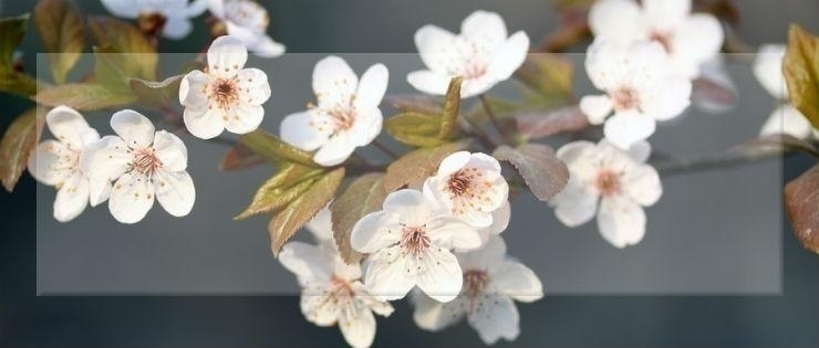 东莞日语培训网校