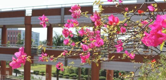 广州康大职业技术学院网站