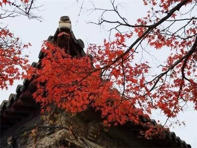 上海应用技术大学国际教育中心学士桥（日本）