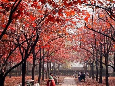 柿树林秋景